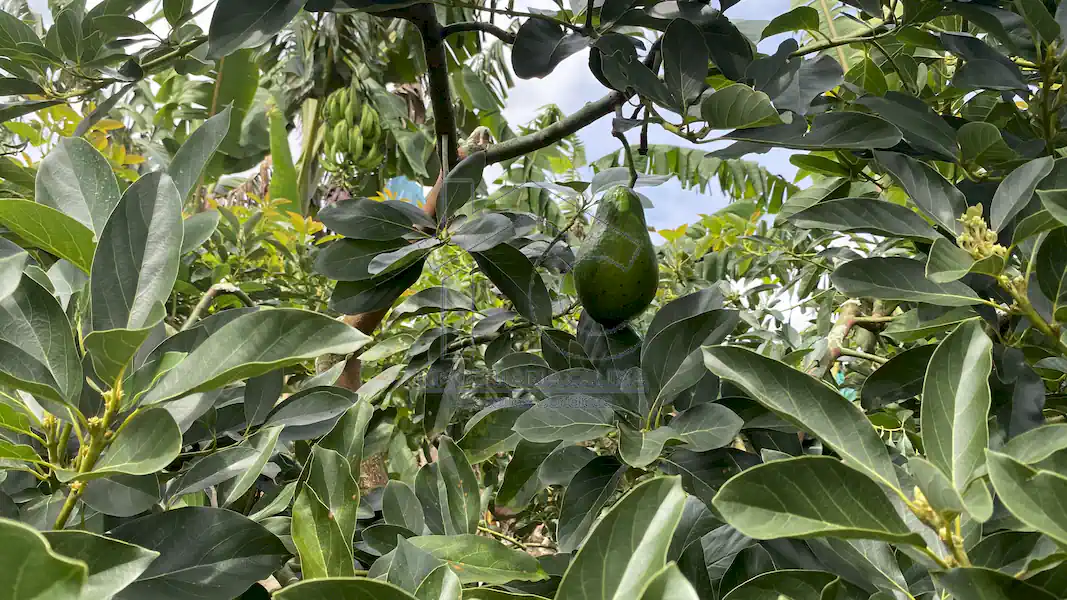 Finca La Esperanza